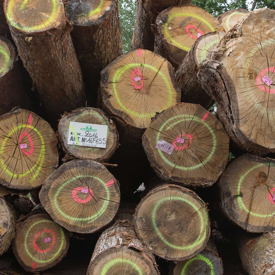 Logs stacked in yard